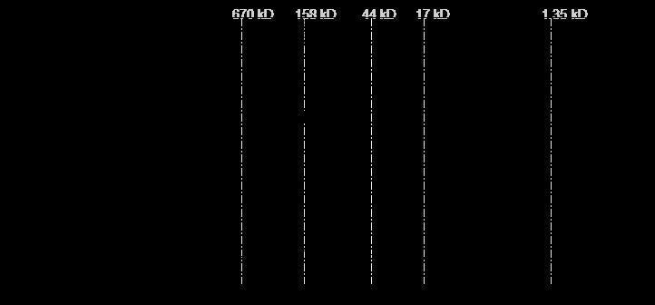 FGFR3 Protein