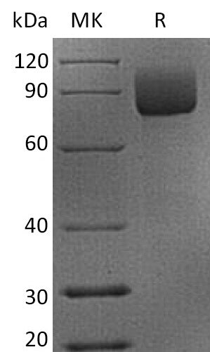 CD19 Fc Chimera Protein, Rhesus Macaque