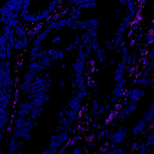 Vimentin Recombinant Rabbit mAb (Alexa Fluor® 700 Conjugate) (S-029-20)