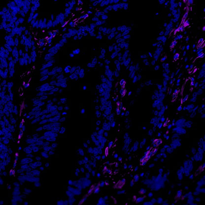 Vimentin Recombinant Rabbit mAb (Alexa Fluor® 700 Conjugate) (S-029-20)