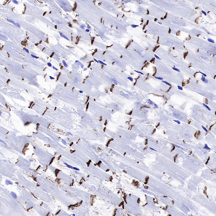 β-Catenin Recombinant Rabbit mAb,PBS Only (SDT-336-23)