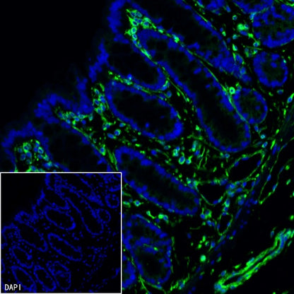 Vimentin Recombinant Rabbit mAb (Alexa Fluor® 488 Conjugate) (S-029-20)