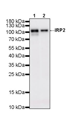 IRP2 Recombinant Rabbit mAb (S-4592-56)