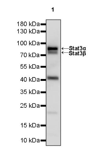 Stat3 Recombinant Rabbit mAb (S-1393-64)