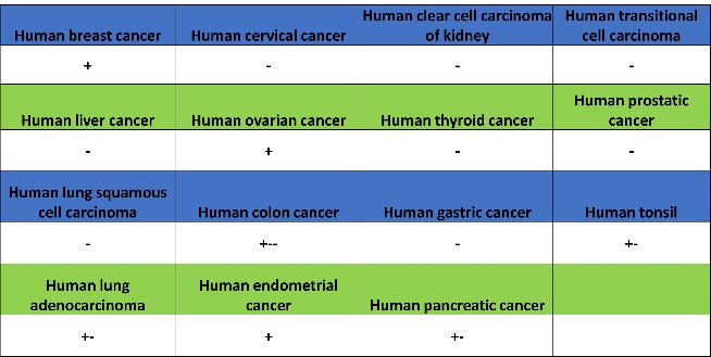MYG1 Recombinant Rabbit mAb (S-2248-25)