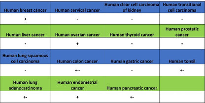 MYG1 Recombinant Rabbit mAb (S-2248-25)