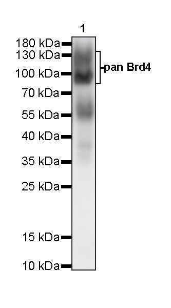 pan Brd4 Recombinant Rabbit mAb (S-6208)