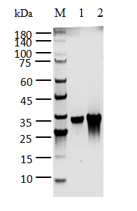 p53 His Tag Protein