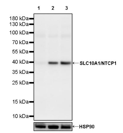 SLC10A1/NTCP1 Recombinant Rabbit mAb (S-2844-23)