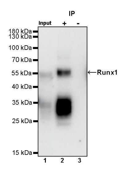 Runx1 Recombinant Rabbit mAb (S-959-64)