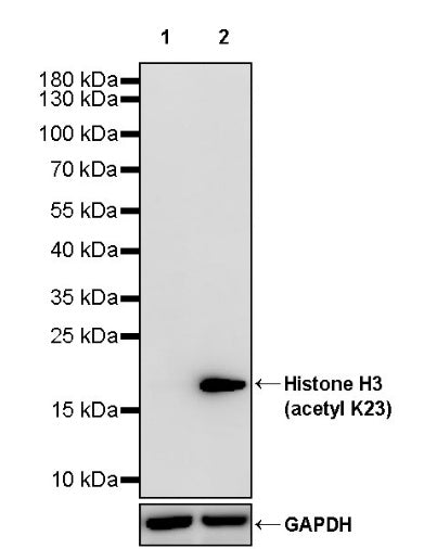 Histone H3 (acetyl K23) Recombinant Rabbit mAb (S-3321-202)