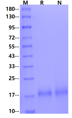 IL-4 Protein, Mouse