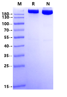 CD205 His Tag Protein, Cynomolgus