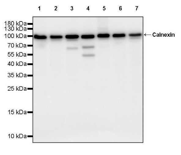 Calnexin Rabbit Polyclonal Antibody