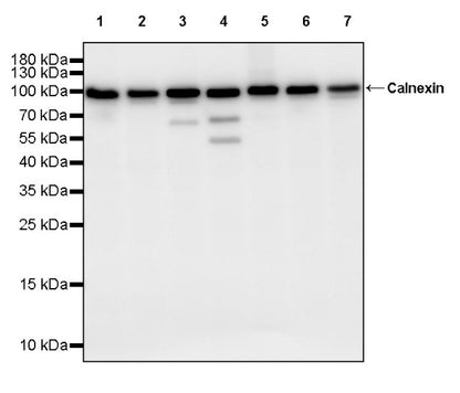 Calnexin Rabbit Polyclonal Antibody