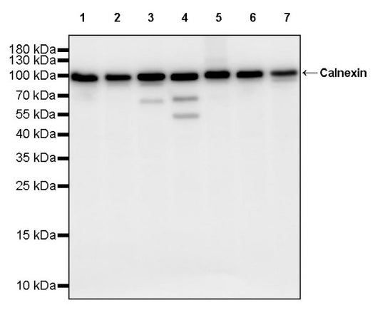Calnexin Rabbit Polyclonal Antibody