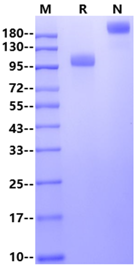 GPNMB Fc Chimera Protein, Human