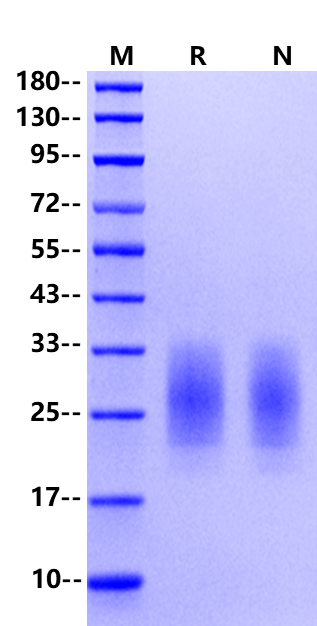 LAIR1/CD305 His Tag Protein, Mouse