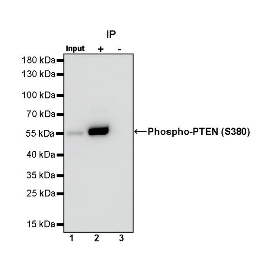 Phospho-PTEN (S380) Recombinant Rabbit mAb (S-1165-163)