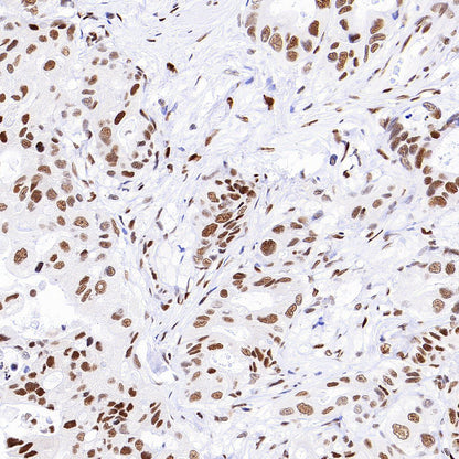 JUND Recombinant Rabbit mAb (S-4270-48)