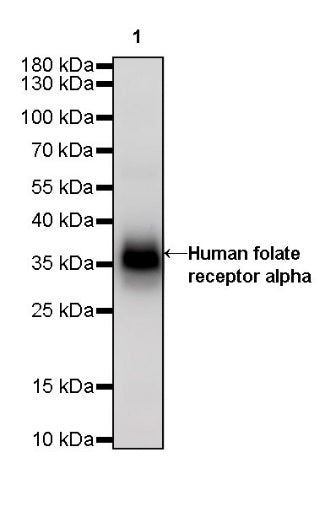 Human folate receptor alpha Recombinant Rabbit mAb (SDT-719-20-2)