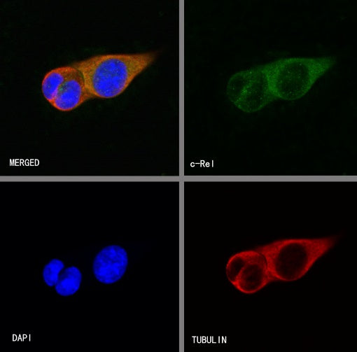 c-Rel Recombinant Rabbit mAb (S-1150-52)