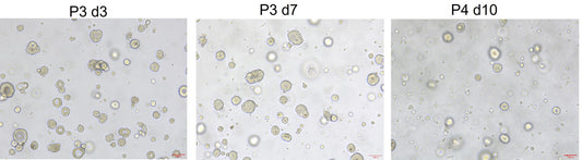 EGF Protein, Human
