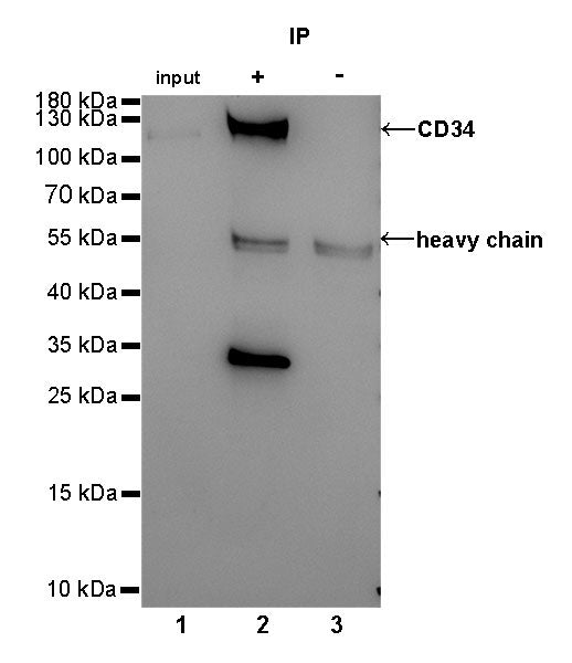 CD34 Recombinant Rabbit mAb,PBS Only (SDT-051-68)