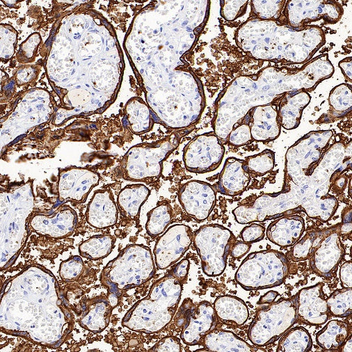 ALPP/ALPPL2 Recombinant Rabbit mAb, PBS Only (SDT-2088-32)
