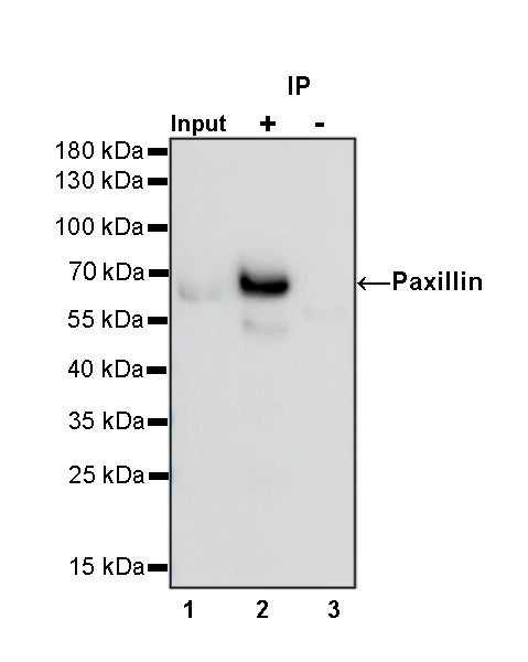 Paxillin Recombinant Rabbit mAb (S-619-12)
