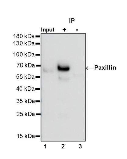 Paxillin Recombinant Rabbit mAb (S-619-12)