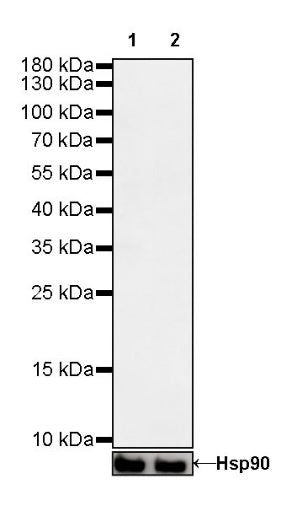 S-RMab®Rabbit mAb IgG Isotype Control (S-R058)