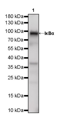 Stat1 Recombinant Rabbit mAb (S-559-91)