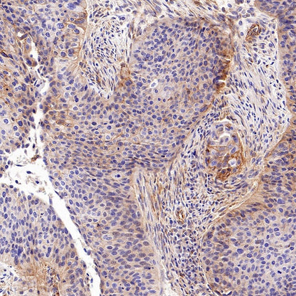 SLC30A1/ZnT1 Rabbit Polyclonal Antibody