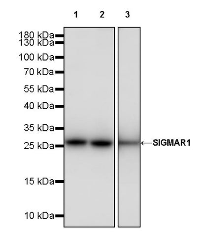 SIGMAR1 Recombinant Rabbit mAb (S-2079-270)