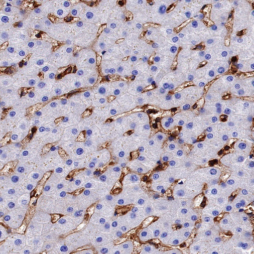 HLA-A Rabbit Polyclonal Antibody