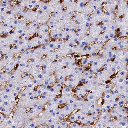 HLA-A Rabbit Polyclonal Antibody
