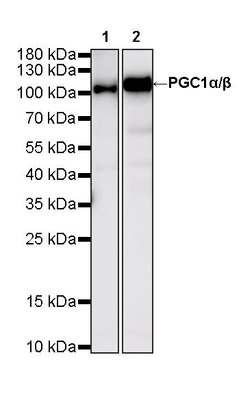 PGC1α/β Recombinant Rabbit mAb