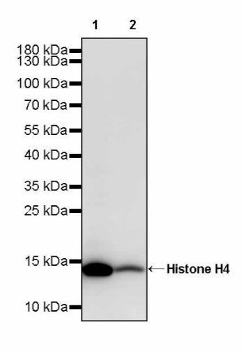 Histone H4 Recombinant Rabbit mAb (S-499-253)