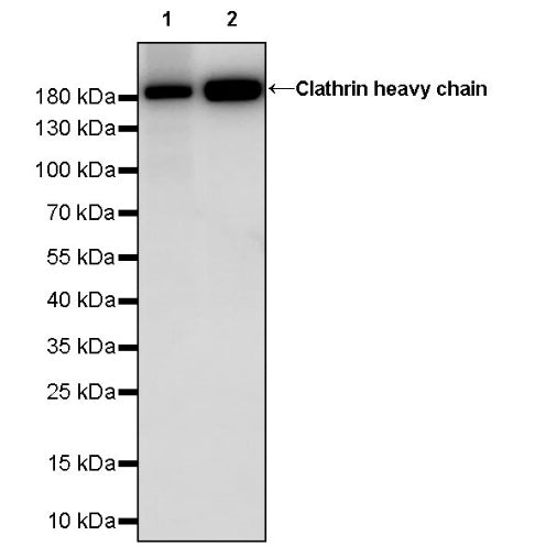 Clathrin heavy chain Recombinant Rabbit mAb (S-1690-25)