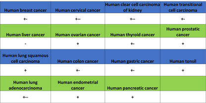 ABCC1/MRP1 Recombinant Rabbit mAb (SDT-4056-11)