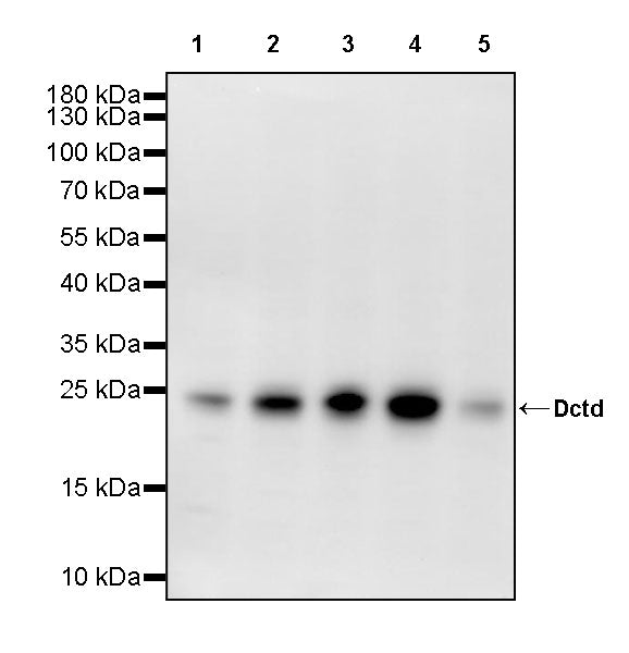 Dctd Recombinant Rabbit mAb (S-4313-16)