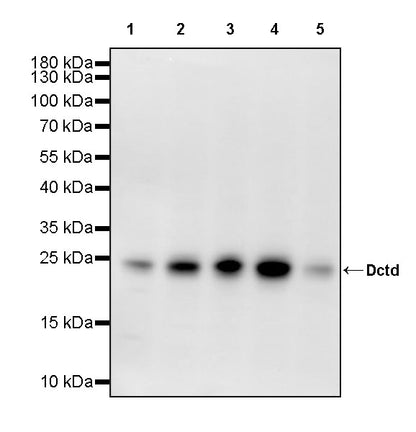 Dctd Recombinant Rabbit mAb (S-4313-16)