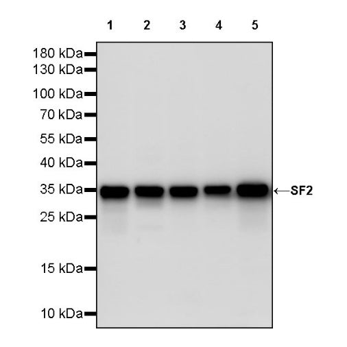 SF2 Recombinant Rabbit mAb (S-1845-27)