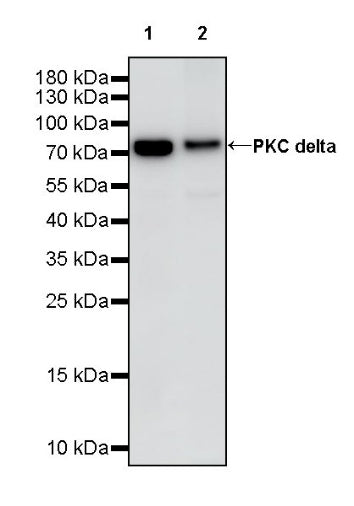 PKC delta Recombinant Rabbit mAb (S-2563-26)