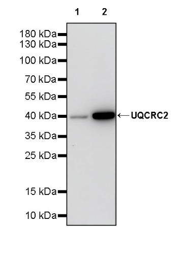 UQCRC2 Recombinant Rabbit mAb (S-2374-127)