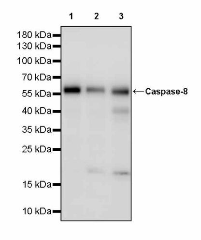 Caspase-8 Recombinant Rabbit mAb (S-2676-74)