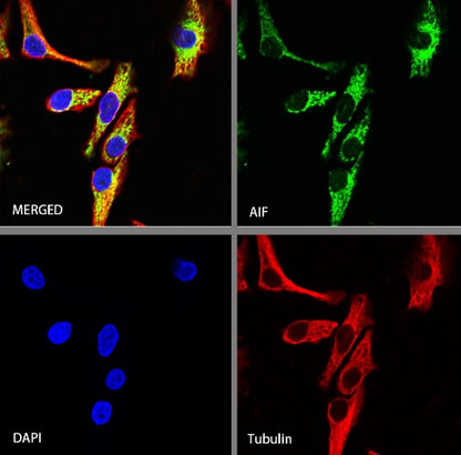 AIF Recombinant Rabbit mAb (S-948-54)