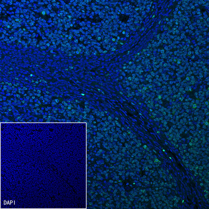 Ki67 Mouse mAb ,PBS Only (SDT-606-33)