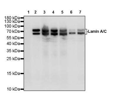 Lamin A/C Recombinant Rabbit mAb (S-5671)